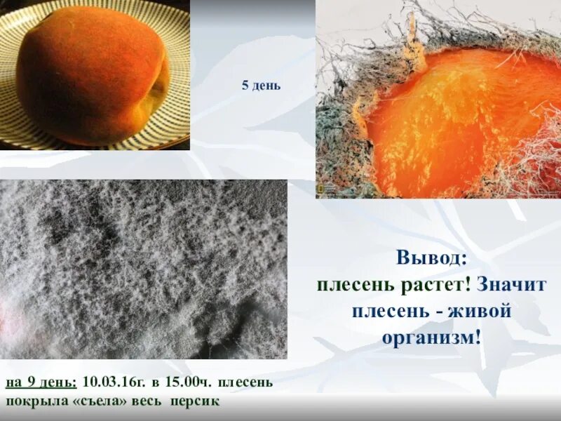 Загадки про грибы плесневы. Презентация к проекту плесень. Доклад про гриб пеницилл. Изучение условий возникновения плесени. Плесень исследовательская работа.