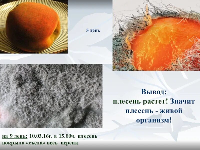 Плесень исследовательская. Проект на тему плесень. Презентация на тему плесень. Проект по плесени. Актуальность плесени.