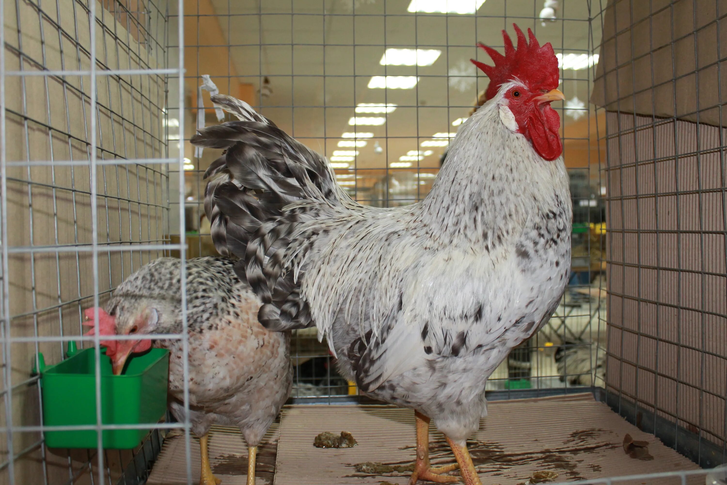 Барковская барвиста петух. Борковская барвистая. Леггорн борковская барвистая. Борковская барвистая порода. Леггорн борковская барвистая.