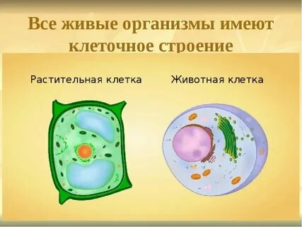 Животная клетка 8 класс биология функции