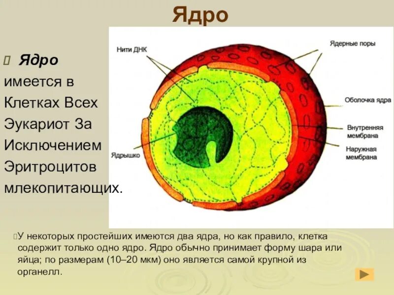 Где ядро клетки. Строение ядрышка растительной клетки. ядро и ядрышко клетки. из чего состоит ядро клетки. строение растительной клетки. ядро и ядрышки.