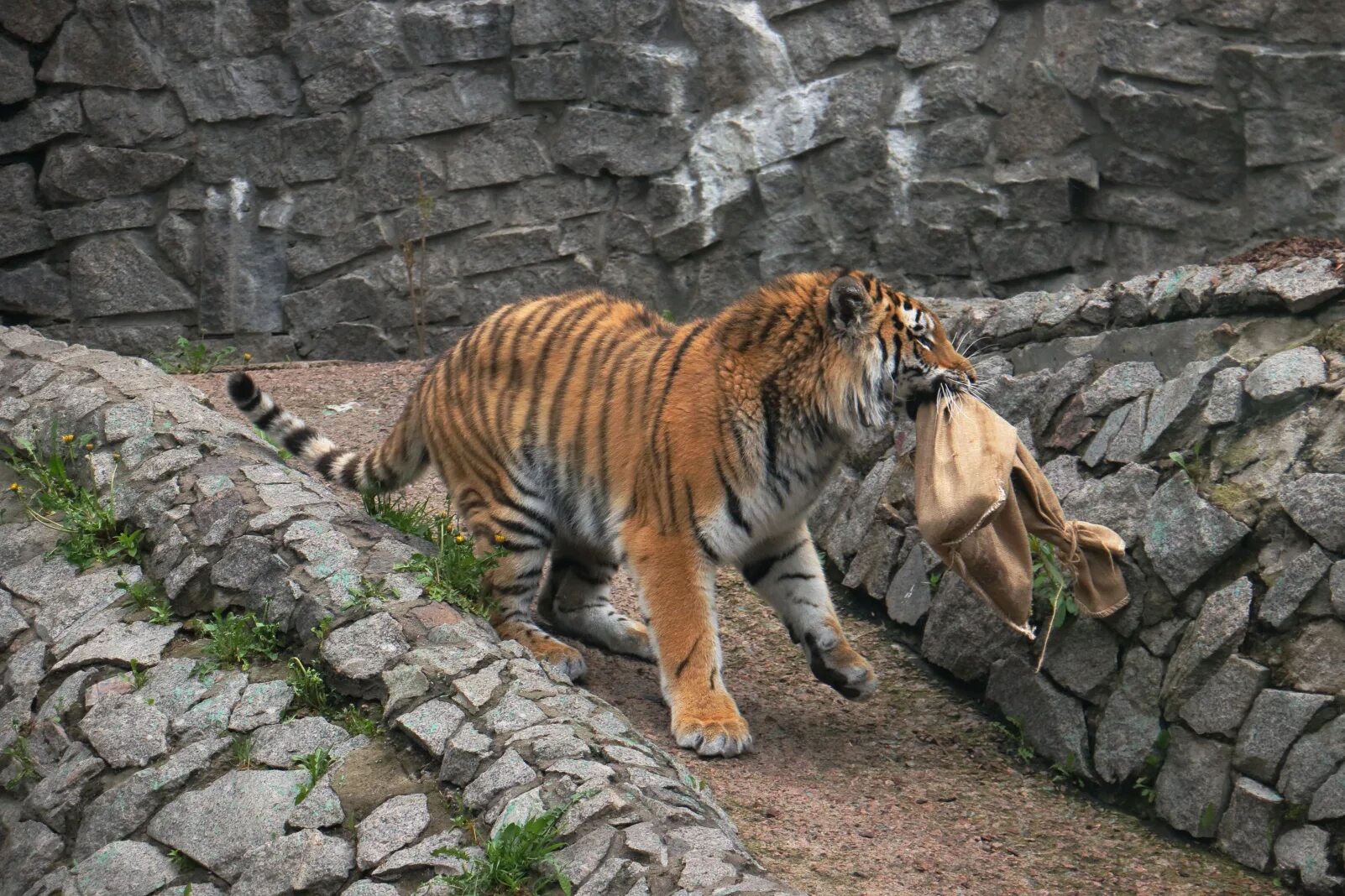 питерский зоопарк. ленинградский зоопарк горьковская. контактный зоопарк с тиграми. тигрица виола ленинградский зоопарк. ленинградский зоопарк вольер тигра.
