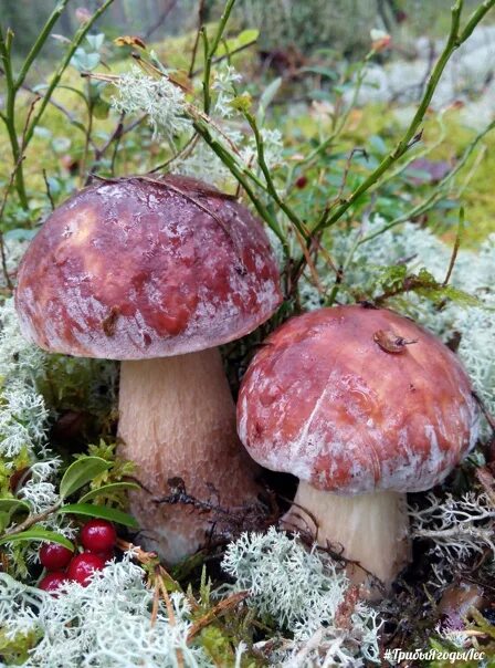 Photo porcini Nature Grass Mushrooms nature Closeup Stuffed mushrooms, Nature, W