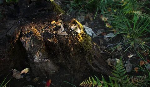 Quixel megascans