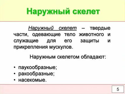Каковы достоинства и недостатки наружного скелета