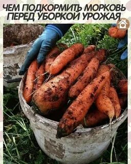 Чем подкормить морковь в июле для урожая