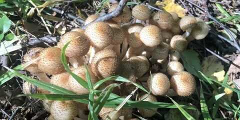 Как распознать опята