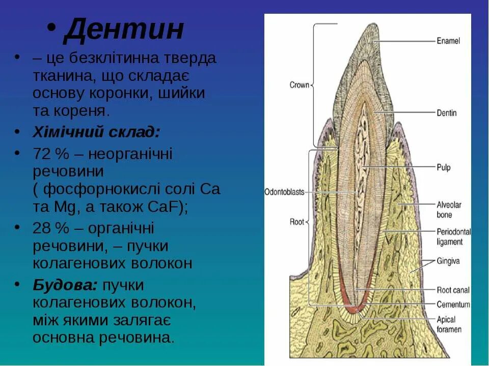 Функции тканей зубов. Строение зуба предентин. Строение и функции дентина зуба. Дентин строение и функции.