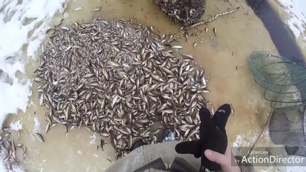 Рыбалка на судака мем. Рыбалка на ерша. Ерша в астрахани. В поисках ерша. Как ловить ерша.