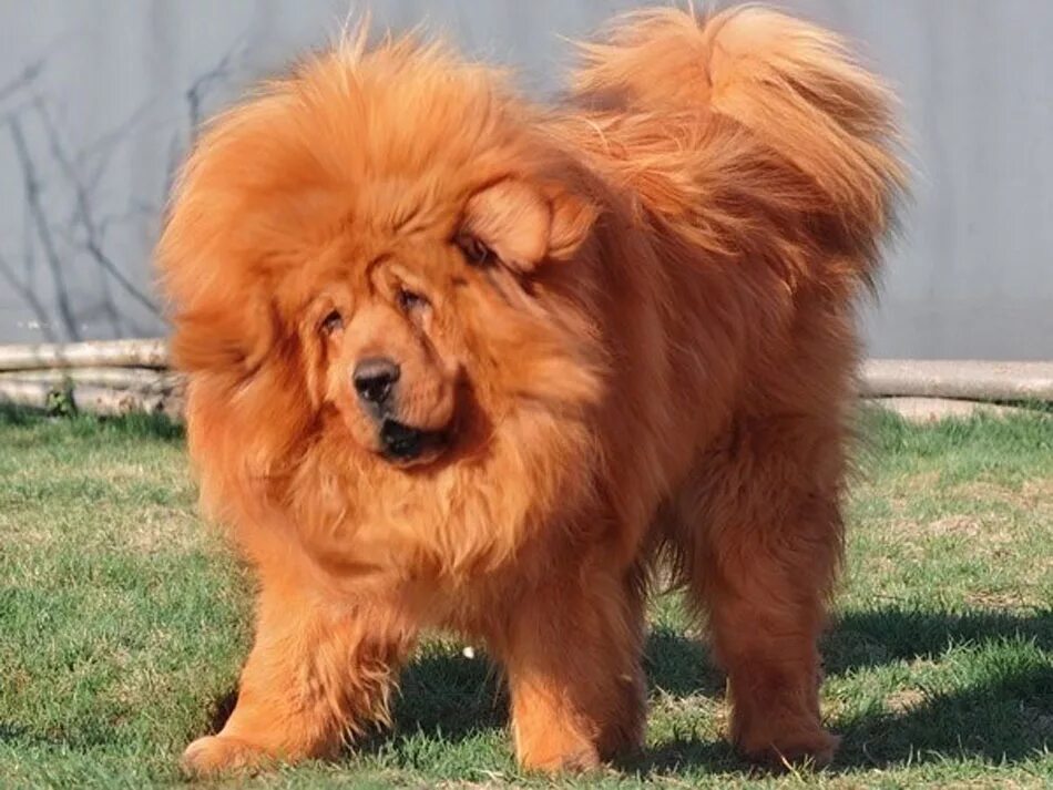 акита-ину карликовый. название китайских собак. китайский чау чау. алисия браун порода собак. модные китайские породы собак.