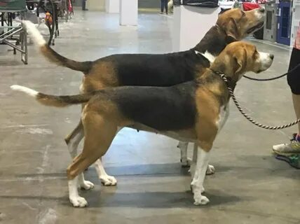 Beagle vs beagle-harrier