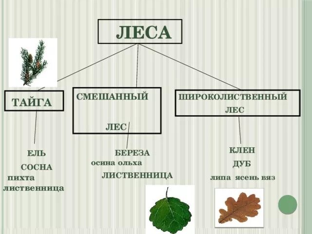 Береза осина ель сосна пихта клен липа вяз дуб. Широколиственные леса липа вяз. Смешанные и лиственные леса тайги. Схема дерева хвойных пород. Текст лиственные растения