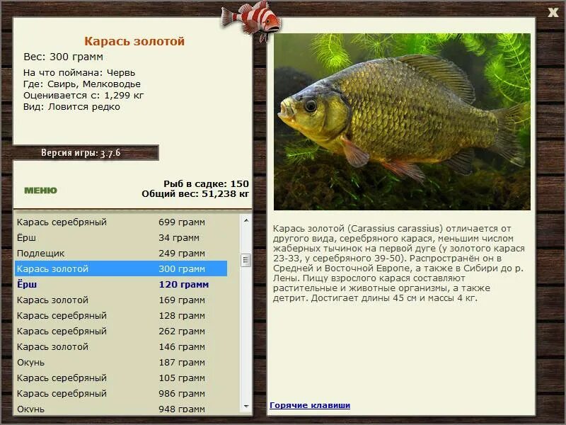 Карась размеры и вес. Караси размеры. Карась больших размеров. Серебряный карась размеры. Карась размеры и вес.