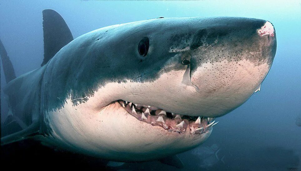 Самые редкие акулы в мире. Добрая акула. Акула улыбается. Бычья акула. Самая добрая акула.