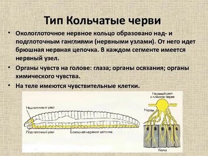 Ганглий у дождевого червя
