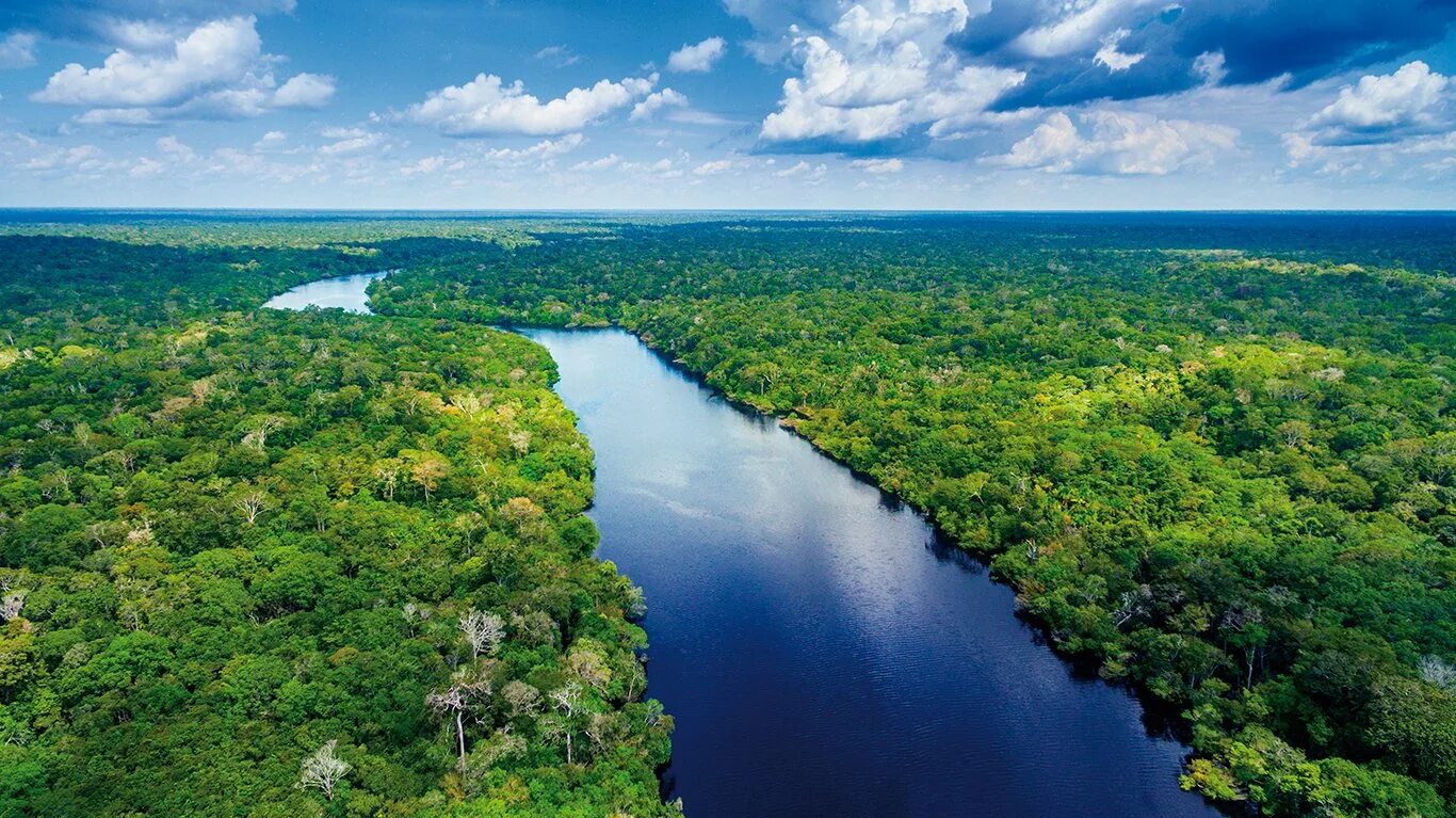 Реки страны бразилия. Река Амазонка в Бразилии. Амазонская Сельва Бразилии. Южная Америка река Амазонка. Сельва Гайана.