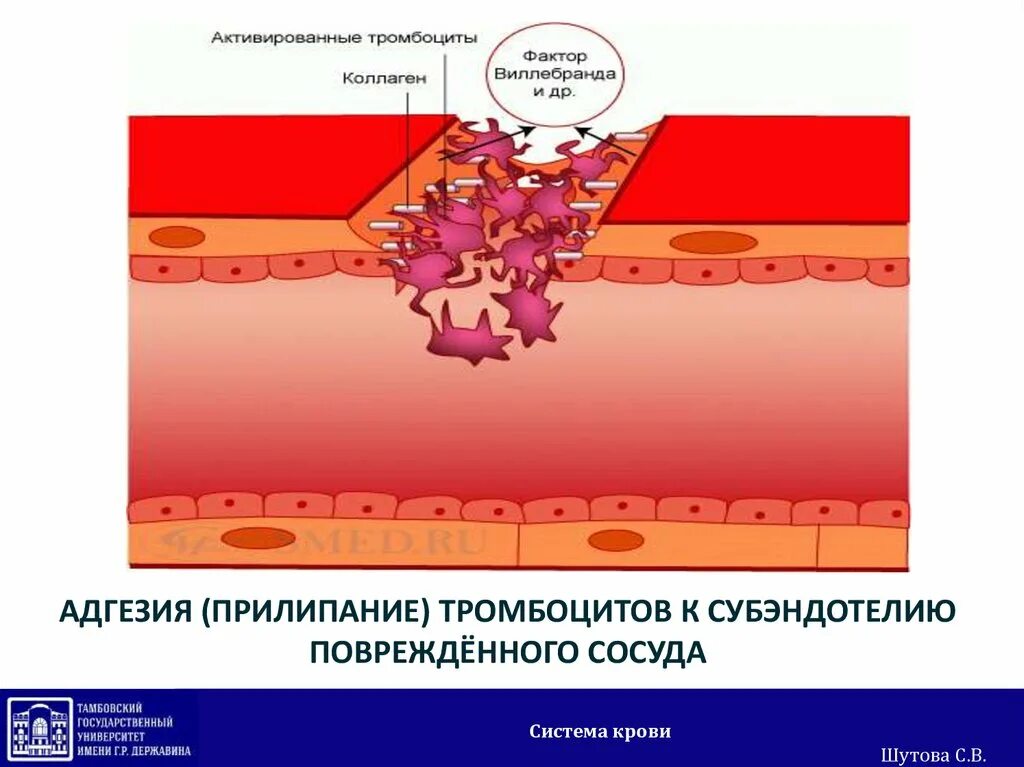 Повреждение эндотелия сосудов. Формирование тромбоцитов. Адгезия тромбоцитов. Адгезивная способность тромбоцитов.