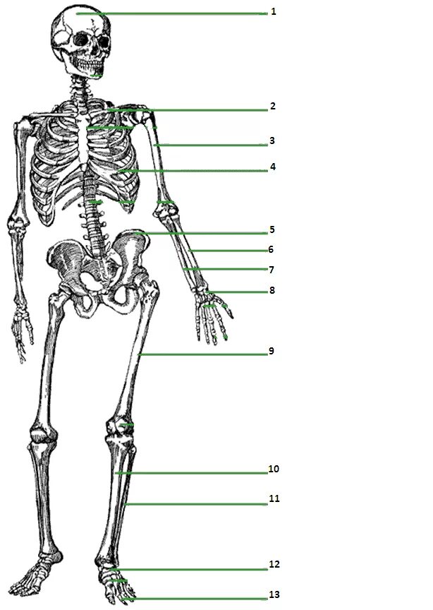 Подпишите названия костей скелета. Строение скелета человека без подписей. Подписать кости скелета туловища. Скелет анатомия строение рисунок. Строение скелета человека рисунок с подписями.