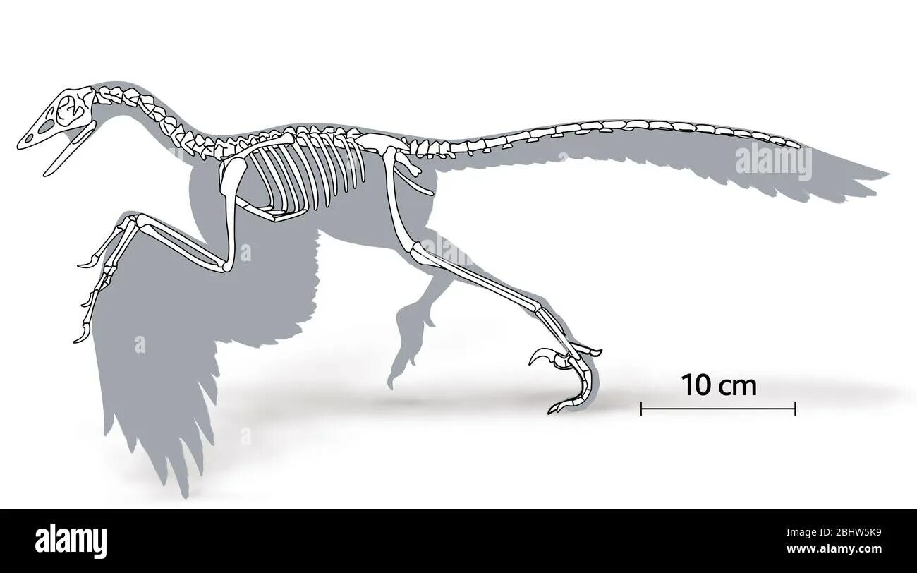 Археоптерикс скелет. Археоптерикс скелет 1999. Archaeopteryx скелет. Череп археоптерикса. На рисунке изображена реконструкция археоптерикса