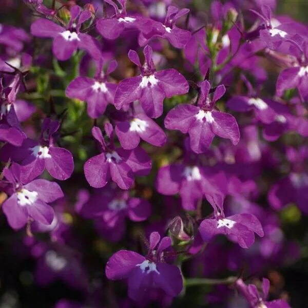 Лобелия бисер голубой. Лобелия. Лобелия Лавандовая. Лобелия Laura Purple.