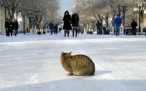 Холодно ли кошкам зимой на улице