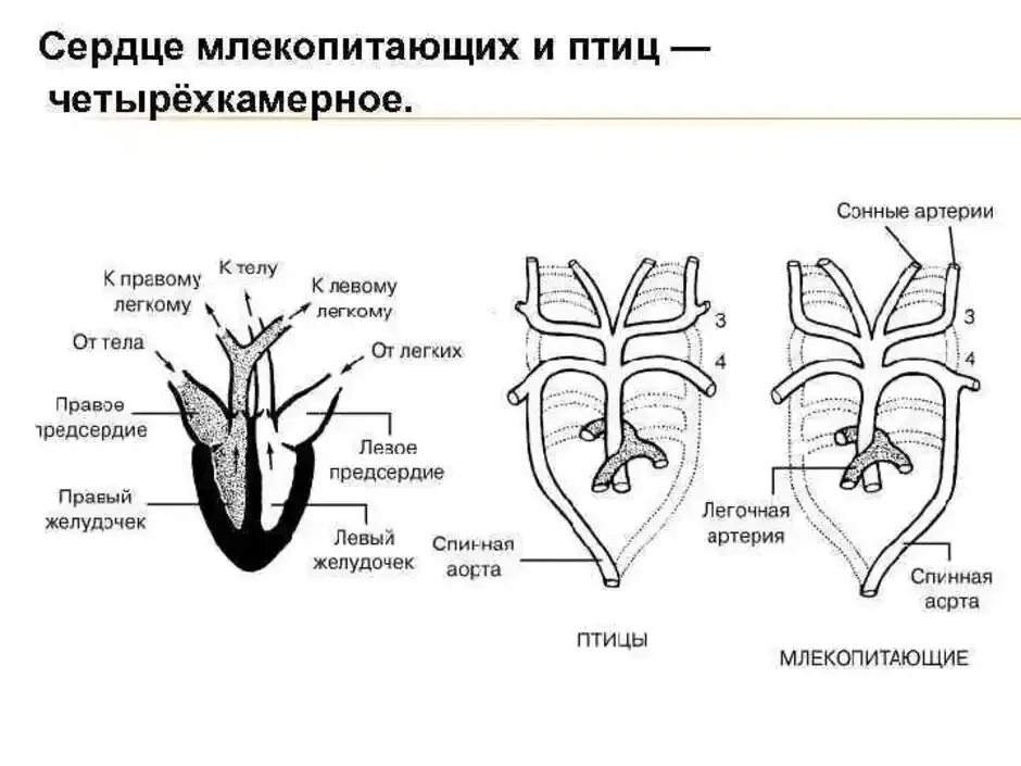 Схема строения сердца птиц. Схема строения сердца млекопитающих. Четырёхкамерное сердце у млекопитающих. Четырехкамерное сердце млекопитающих. Четырехкамерное сердце наличие диафрагмы