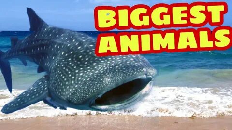 Текст big animal