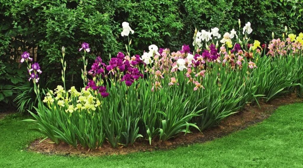Miniature Tall Bearded Iris in the upper garden. Description from irisgarden.org