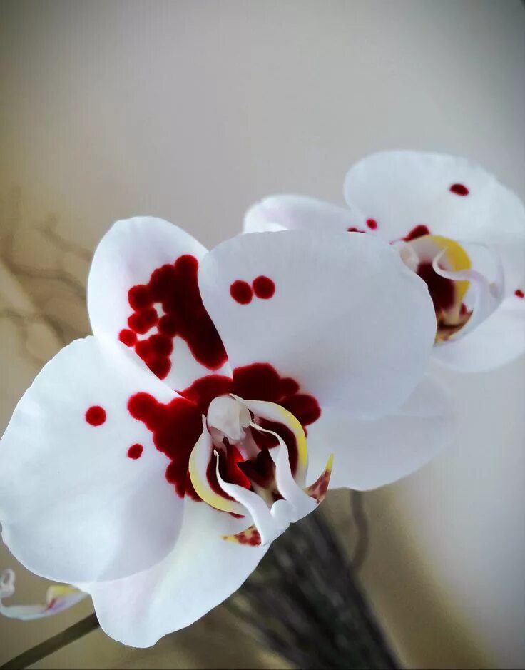 Орхидея ред панда фото Орхидея фаленопсис  Sun Hannover 'Red Орхидея фаленопсис размер 2,5. Декорат