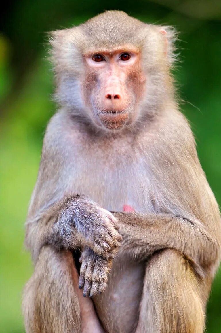 Белозадый гульман. Белолобый капуцин. Животные жарких стран обезьяна. Мартышка косолапая. Мартышка в полный рост.