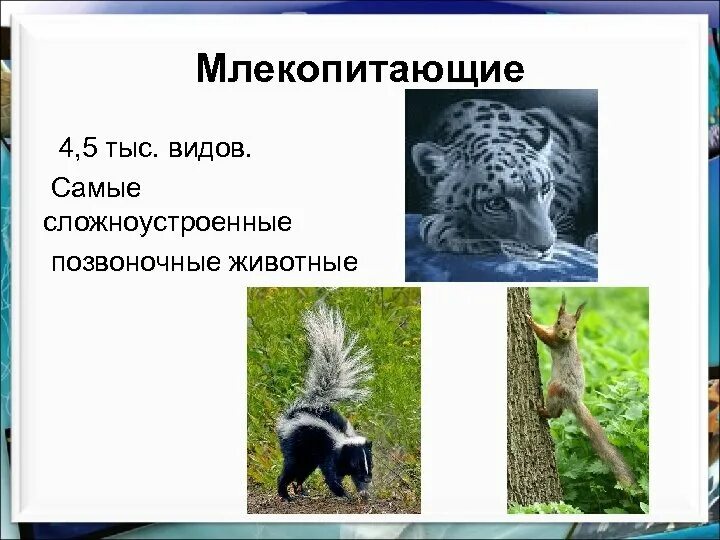 Млекопитающие это класс позвоночных животных. Зоология млекопитающие. класс млекопитающие или звери. класс млекопитающие зоология. человек млекопитающее.
