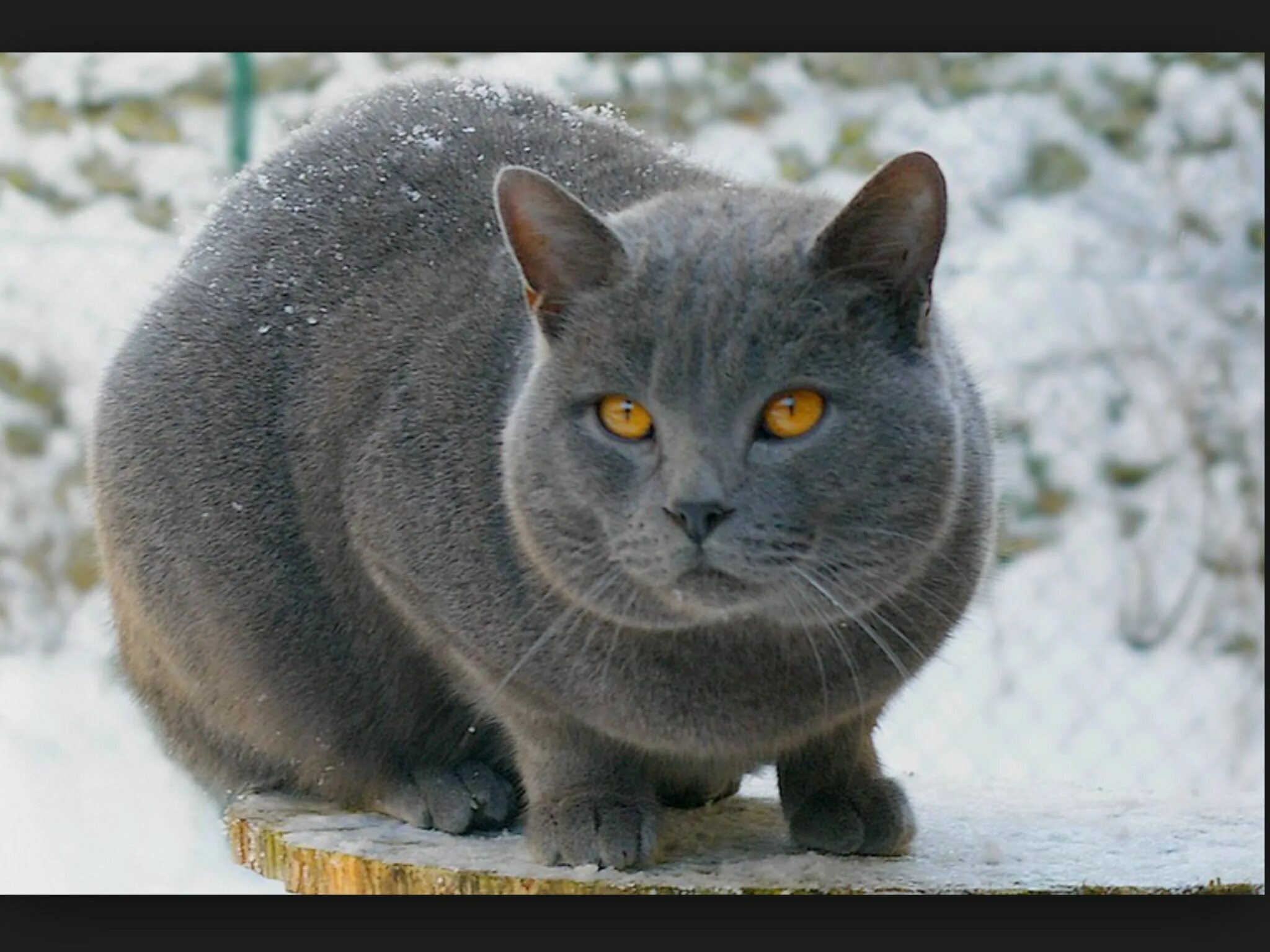Cat s grey