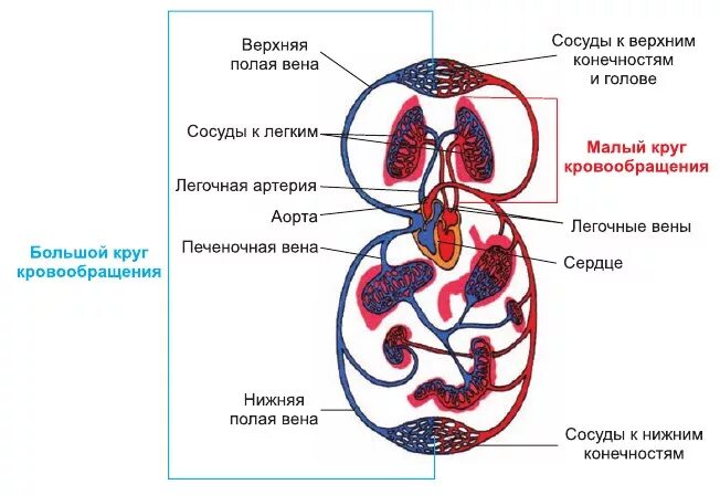 Большой и малый круг кровообращения схема. Малый круг кровообращения человека схема. Малый легочный круг кровообращения схема. Малый и большой круг кровообращения человека схема.