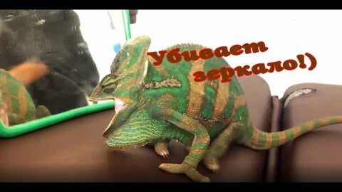 Раздача хамелеон