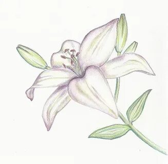 Зарисовать рисунок