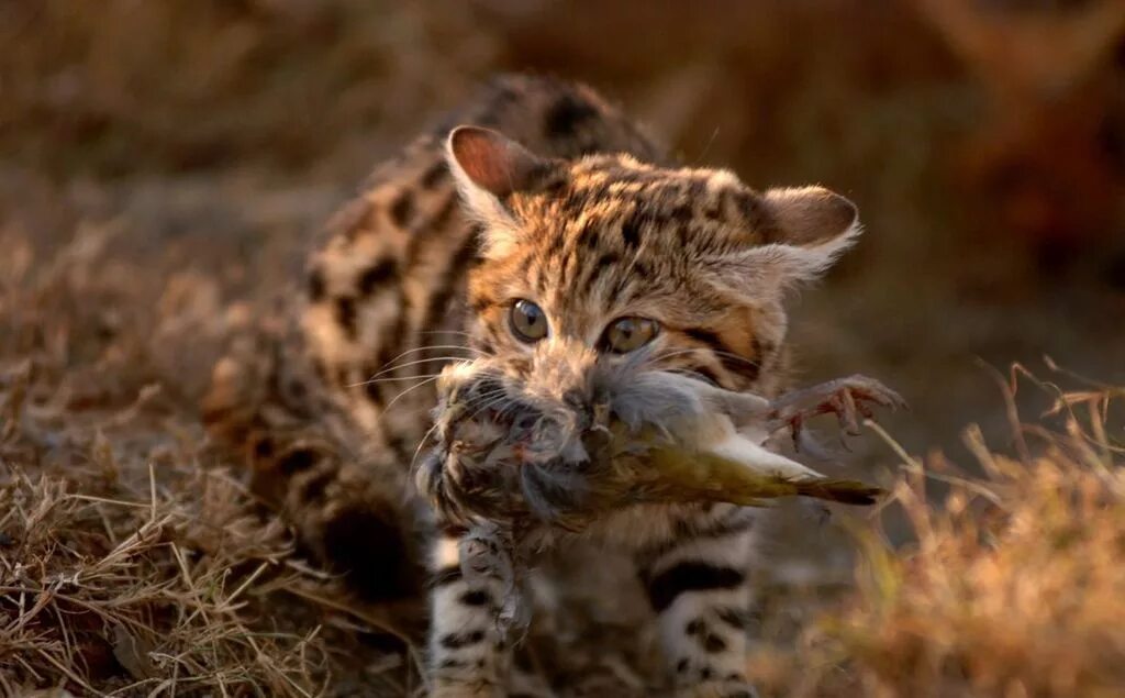 «сервал». детеныш гепарда. маленький гепард. снежный барс uncia uncia. детеныш гепарда.