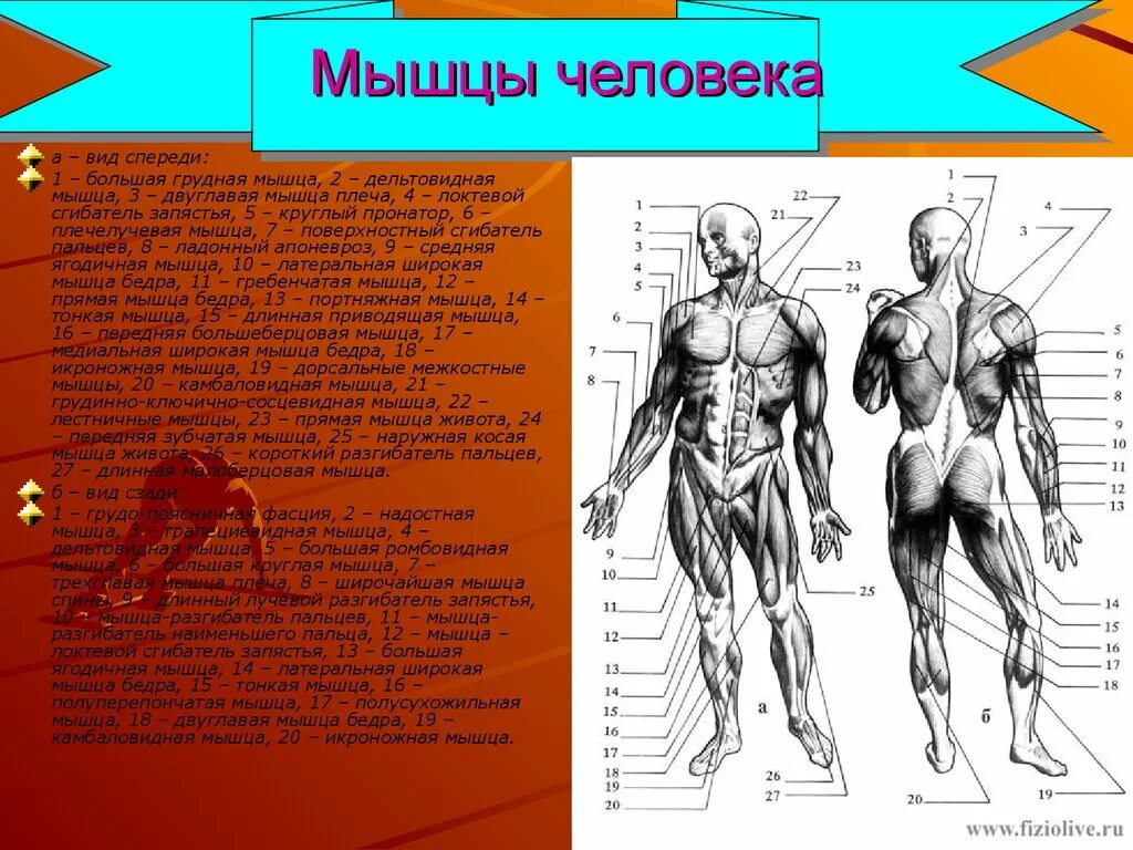 Мышечная система схема строения. Мышечная система человека анатомия 8 класс. Назовите мышцы человека