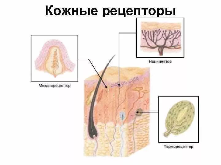 Рецепторы кожи температурные осязательные болевые. Кожные механорецепторы анализатор строение. Рецепторы тактильного анализатора. Тактильные рецепторы и терморецепторы кожи.