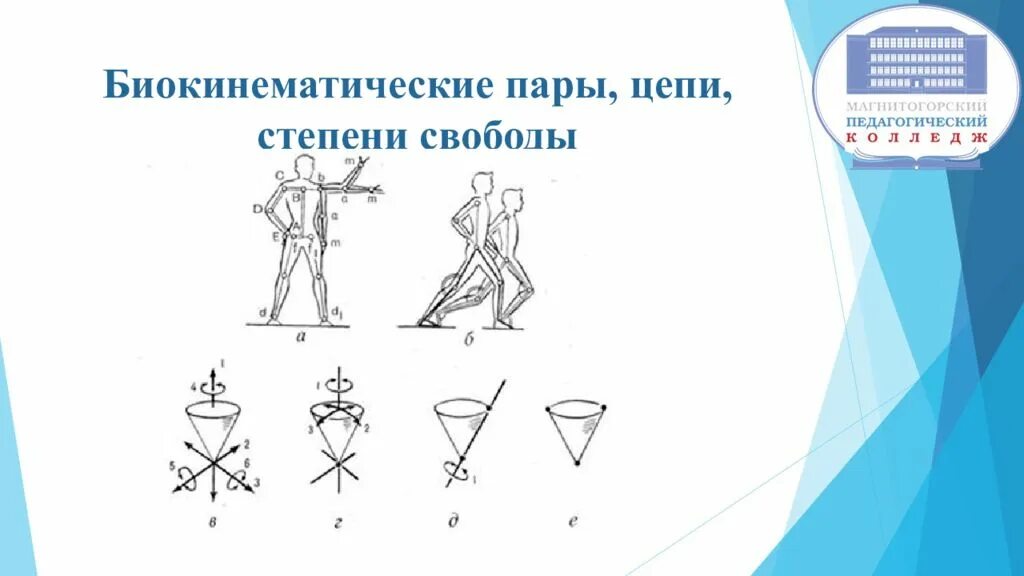 Биокинематические цепи в биомеханике. Кинематические пары биомеханика. Степени свободы в биокинематических цепях тела человека. Биокинематические пары.