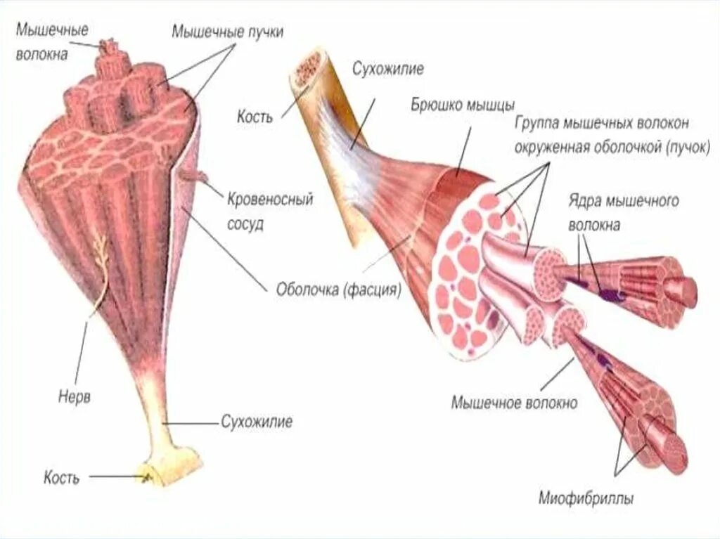 Какое строение мышцы. Строение мышцы человека 8 класс биология. человек с структурой строения мышц. строение мышц 8 класс биология. строение скелетной мышцы человека 8 класс биология.