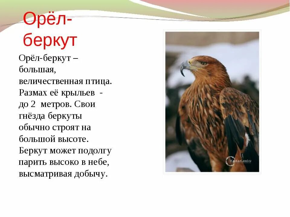 Текст про орла. Орёл Беркут доклад. Беркут краткое описание для детей. Беркут краткое сообщение. Сообщение о Орле Беркуте.