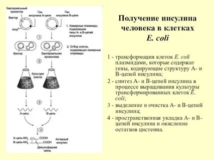 Биотехнология инсулина