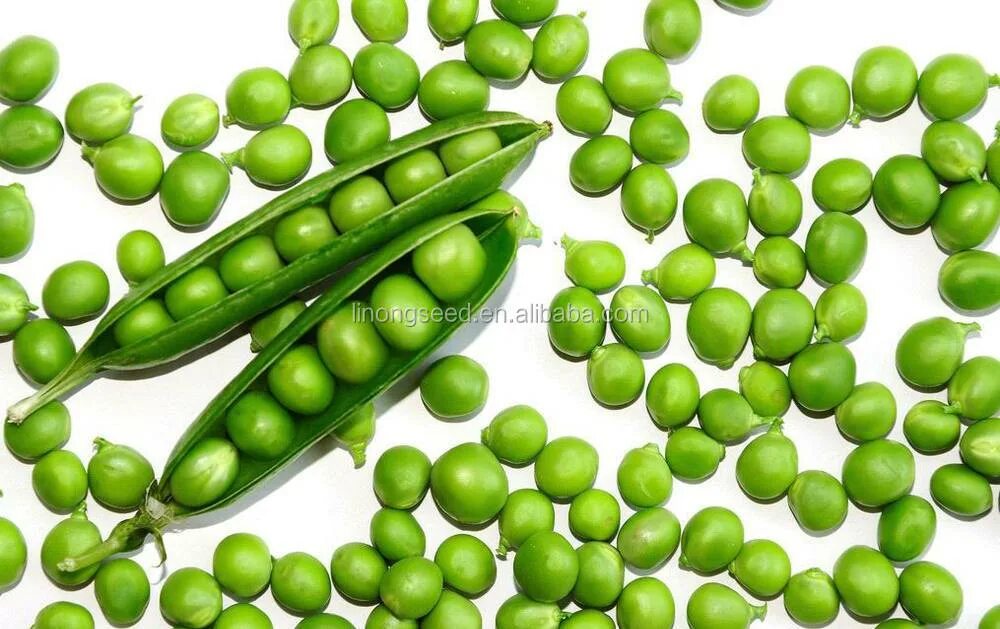 семена гороха посевного. семена гороха седок. горох посевной форма семян.