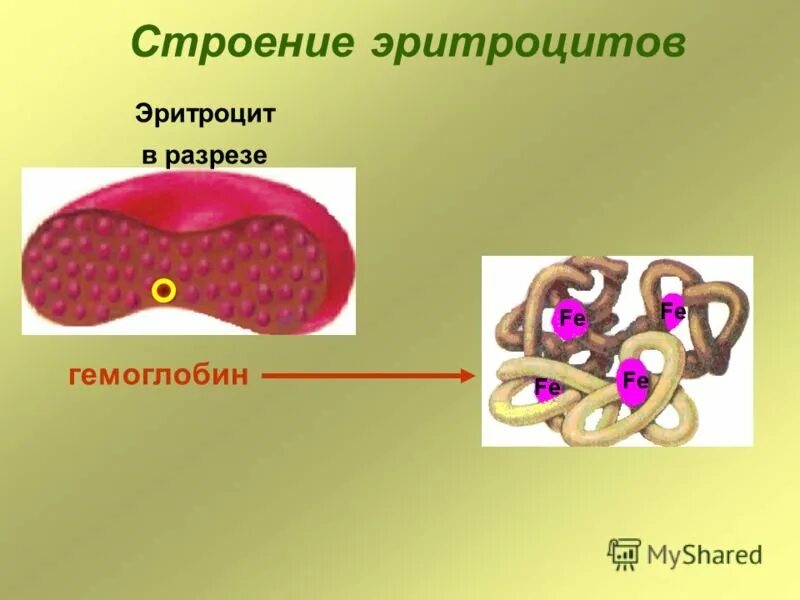 Цитоплазма эритроцитов человека. Схема строения эритроцита. Строение эритроцита человека схема. Строение эритроцитаоцита. Сторонние эритроцитов человека.