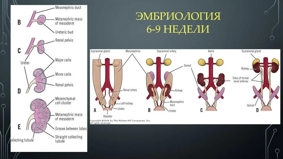 Эмбриогенез мочевой системы. Развитие органов мочевой системы. Источники формирования органов мочеполовой системы. Эмбриогенез мочеполовой системы.