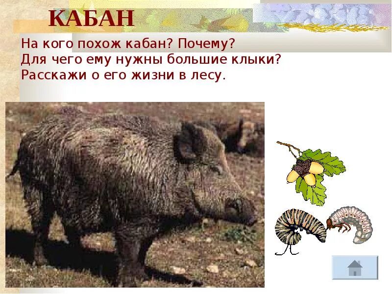 Загадка про кабана. Животный мир Беларуси презентация. Кабан животное описание. Кабан красная книга. Информация о кабане.