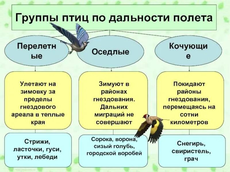 Почему птицы совершают. Группы птиц. Миграция перелетных птиц. Сезонные миграции птиц. Группы птиц по дальности полета.