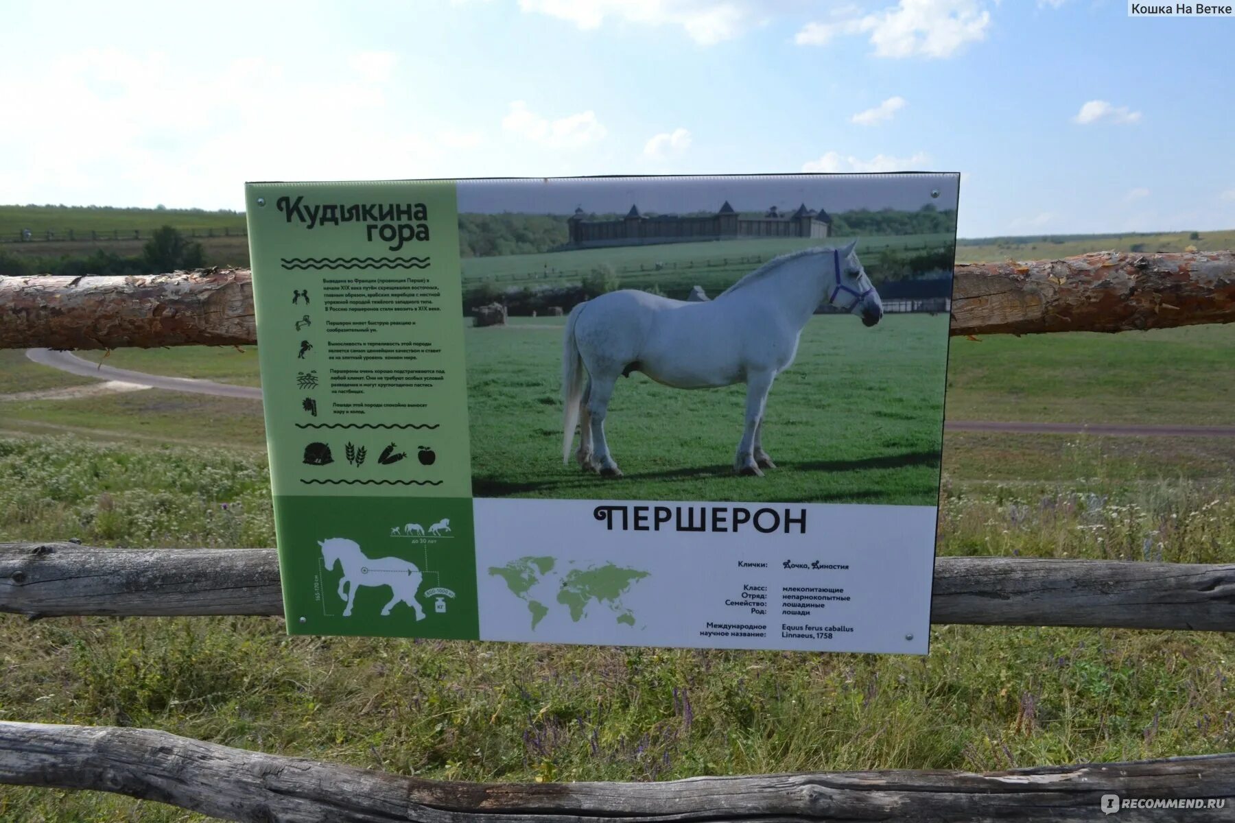 Кудыкина гора (сафари-парк). Кудыкина расписание. Овечки на кудыкиной горе. Кудыкина гора ресторан меню. Расписание кудыкиной горы липецкая область.