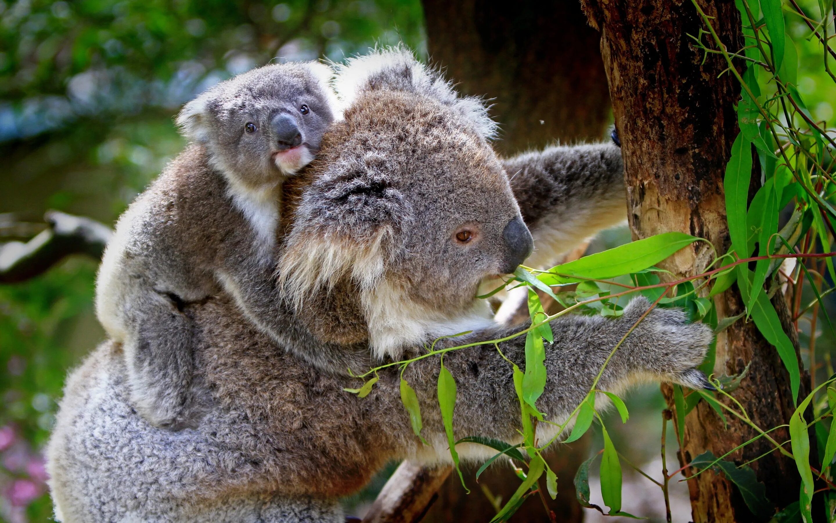 Коала в Австралии. Коала на эвкалипте. Сумчатый медведь коала Австралия. Эвкалипт в Австралии с коалой. Коала природе