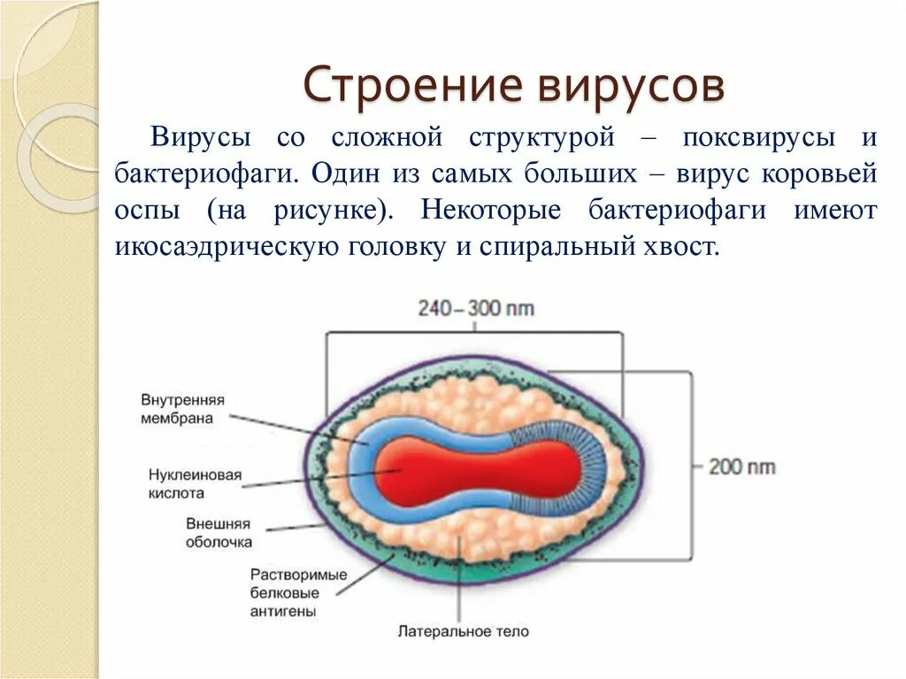 Строение вируса. Внутреннее строение вируса. Строение вирусов биология. Строение вируса 5 класс биология. 4 строение вирусов